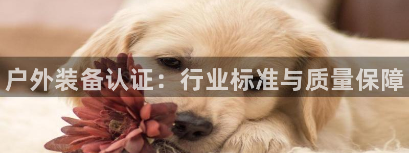 新宝gg 平台怎么样