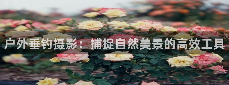 新宝gg登录链接