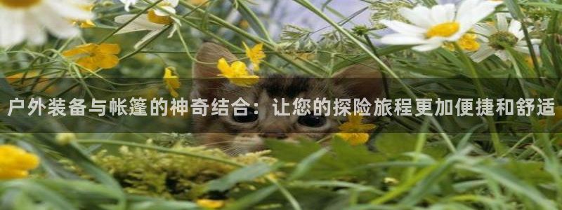 新宝gg有规律么