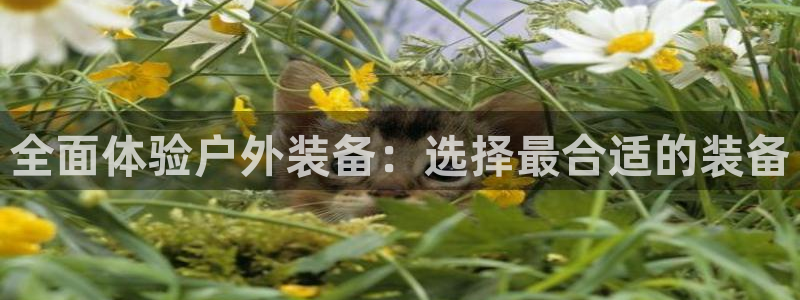 新宝gg和新宝123